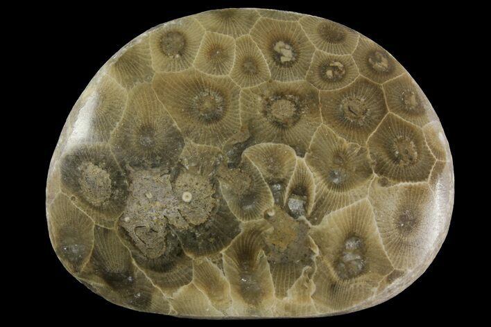 Polished Petoskey Stone (Fossil Coral) - Michigan #156057